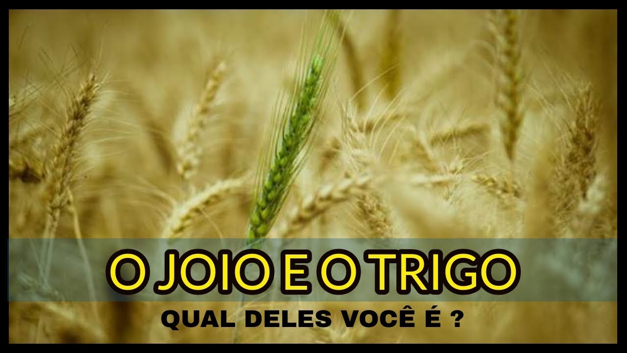 O Joio e o trigo explicação e entenda quem você é - YouTube