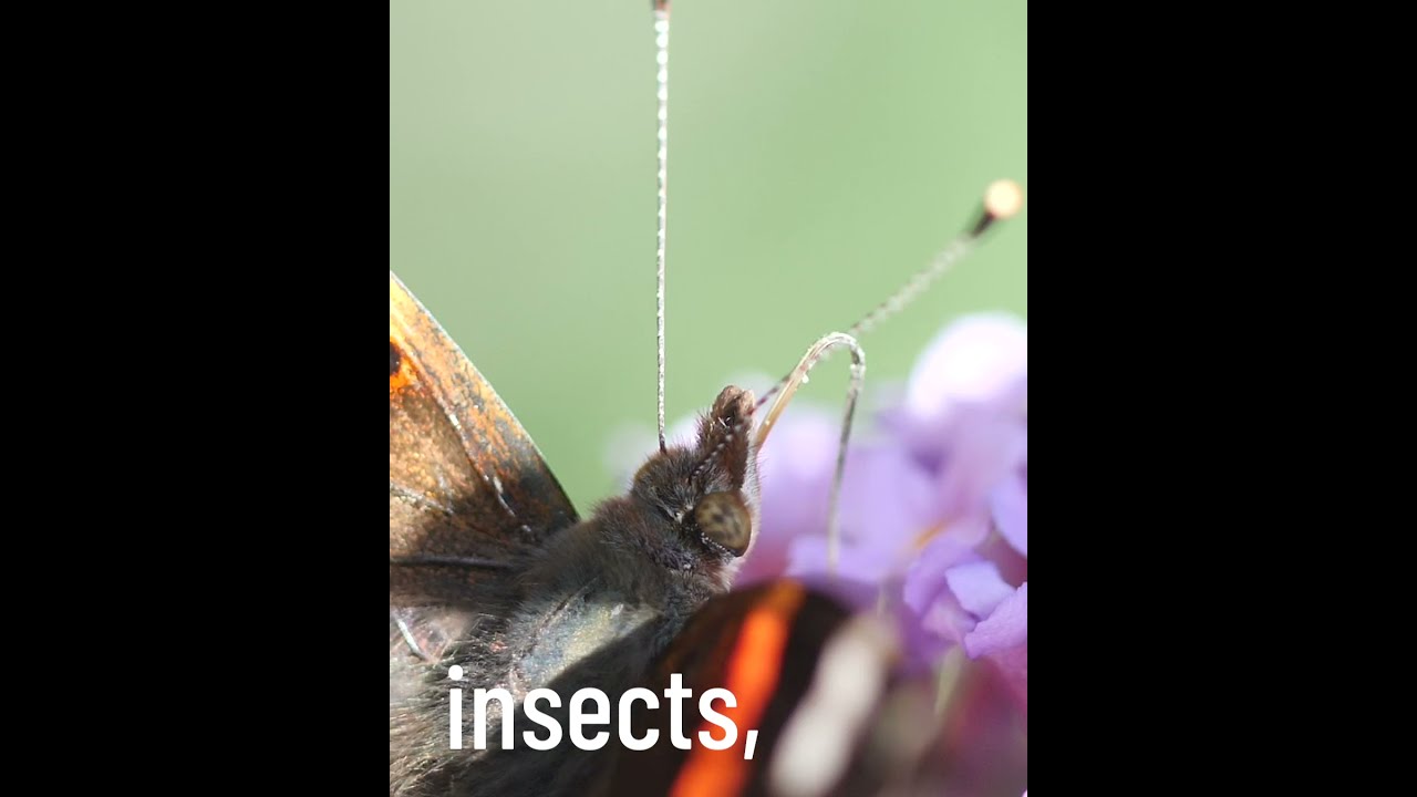 Biodiversity - Trees and Hedgerows