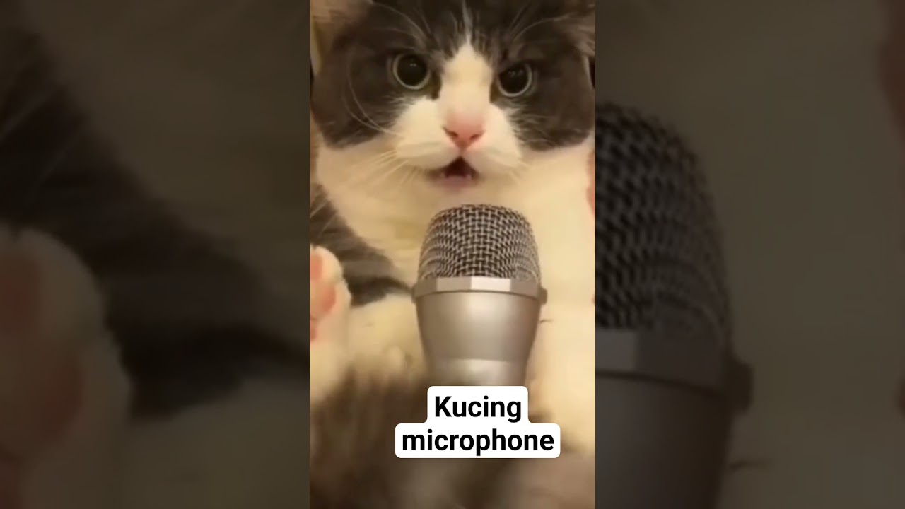 kucing comel kelakar lawak microphone miow mata bulat 😂😂🤣