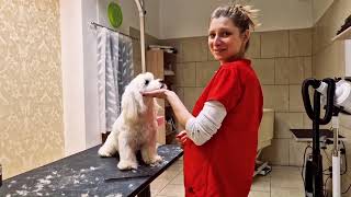 Metamorfoza Franka - Behawioralne metody i techniki pracy z psami w salonie by Salon Aria Pszczyna  500 views 5 months ago 5 minutes, 57 seconds
