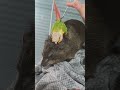 ２匹一緒にこねこねタイム