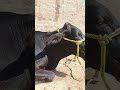 The desi cows are enjoying the sunshine |#youtubeshorts #cow #beatiful #animal