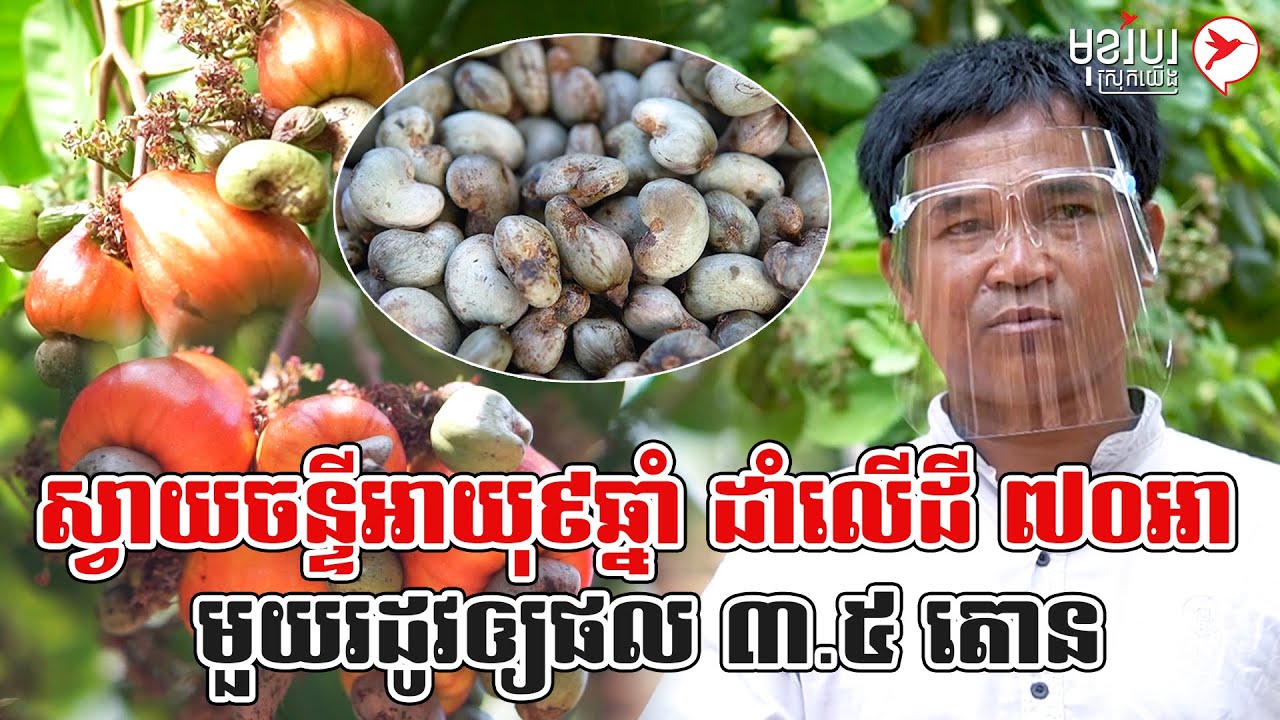 ស្វាយចន្ទីអាយុ៩ឆ្នាំ ដាំលើដី ៧០អា មួយរដូវឲ្យផល ៣.៥ តោន | កម្មវិធី មុខរបរស្រុកយើង