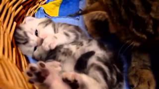 Нежное видео! Мама кошка и котята. Нежное видео! Мама кошка и котята.