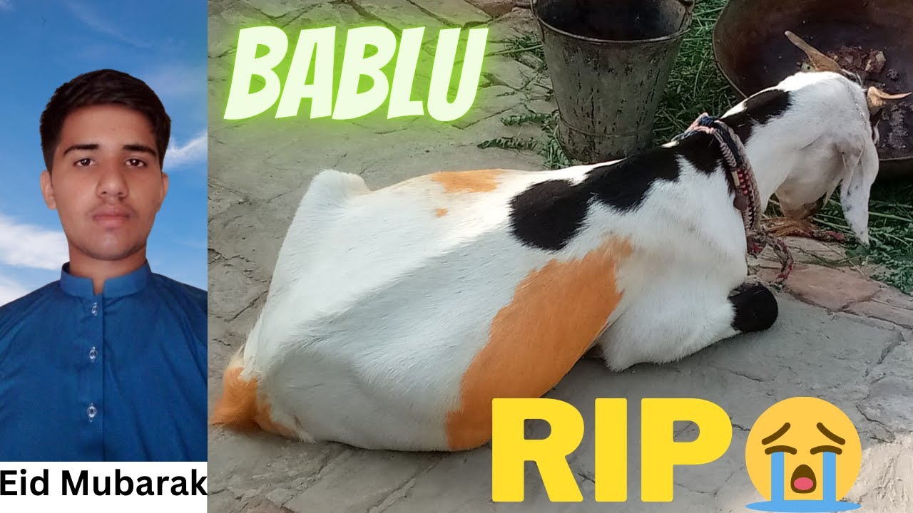 BABLU KI QURBANI KARD😭I | RIP BABLU😓 |EID MUBARAK EVERYONE❤️ | MUTTON🥩 KARAHI AT HOME | EID DAY#1 🕋🕌