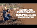 Two Simple Ways to Prune Everbearing Raspberries in January!