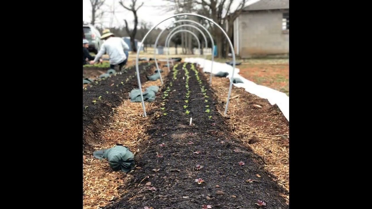 Setting up frost cloth to protect our transplants.