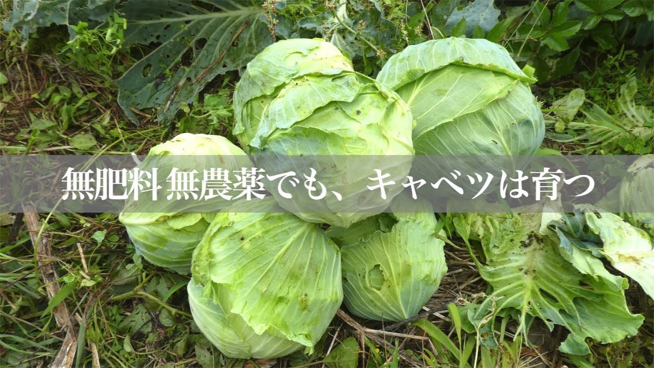 キャベツの種まき 無肥料無農薬でも キャベツは育つ Sowing Cabbage No Fertilizers And No Pesticides Cabbage Grows Youtube