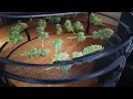 Culture de cannabis  la manucure la rcolte et la sche de la weed