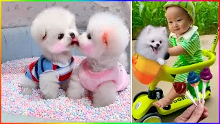 Tik Tok Chó Phốc Sóc Mini 😍 Funny and Cute Pomeranian #403