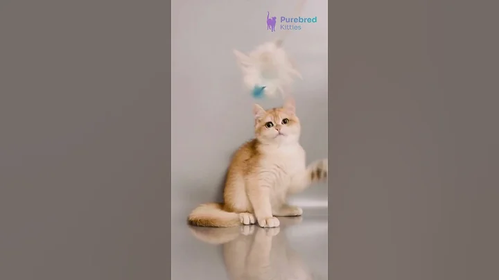 Video 10286601: british shorthair kittens, british shorthair black golden, eyes british shorthair, british shorthair male, britishshorthair