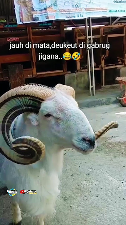 Story Wa Domba Garut #baladmustika #dombagarut #cibogor