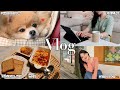 갱얼쥐랑 재택근무 VLOG