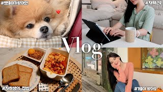 갱얼쥐랑 재택근무 VLOG