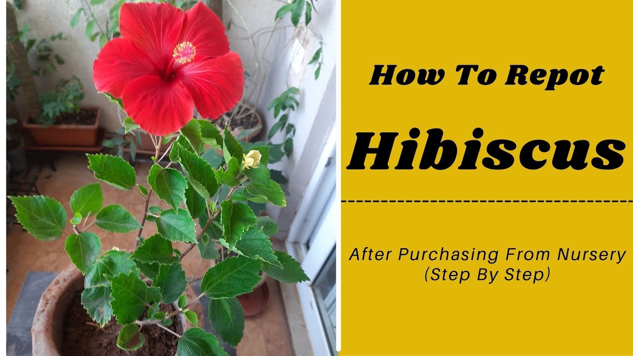 How To Repot A Hibiscus After Purchasing From Nursery YouTube