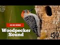 Woodpecker Sound (Bird Sounds)