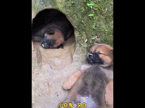 It’s not easy to raise a dog now and you have to put him to sleep! Pastoral Dog Puppy Chinese Pasto