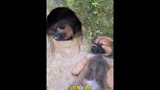 It’s not easy to raise a dog now and you have to put him to sleep! Pastoral Dog Puppy Chinese Pasto