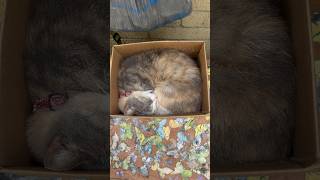 Cat Sleeps Purrfectly in BOX.