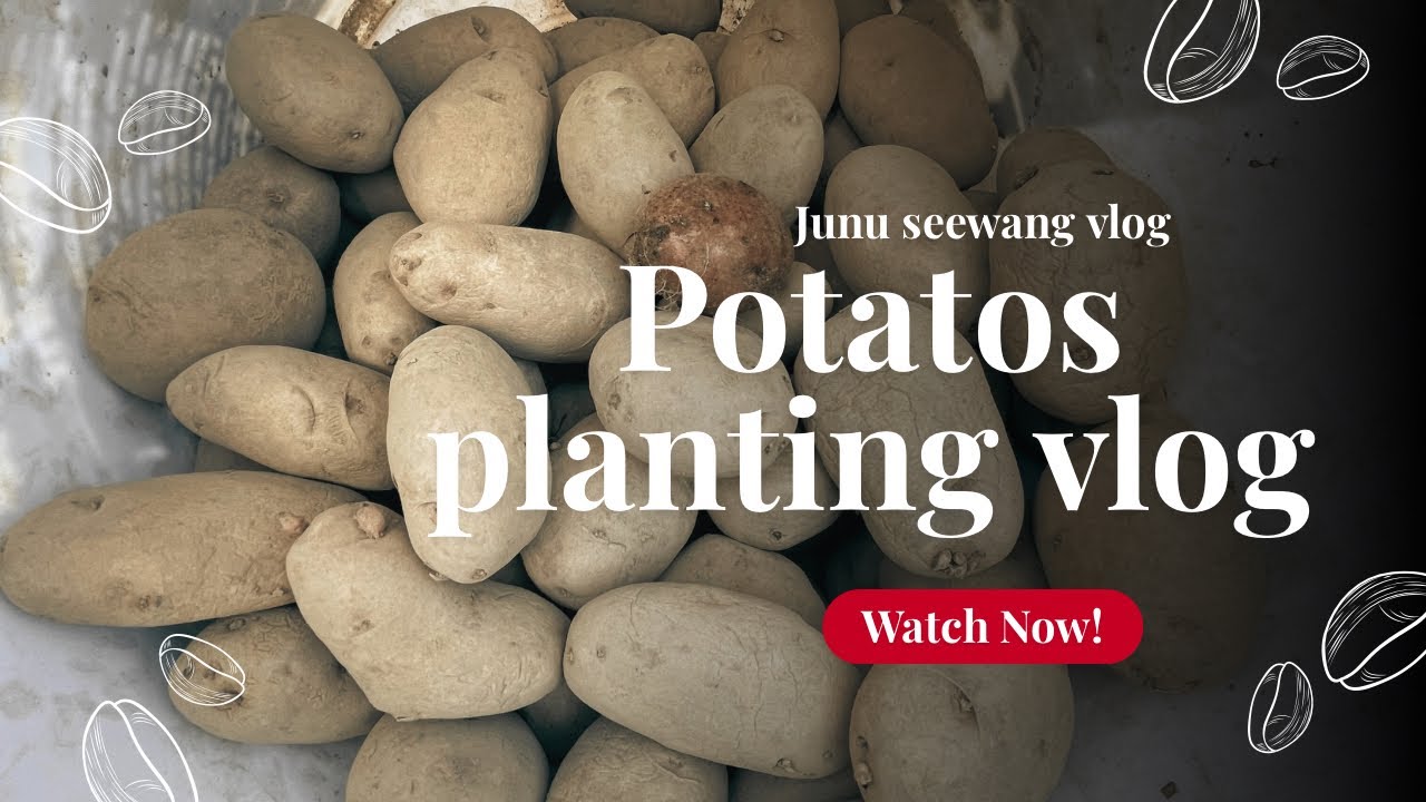 Planting potatos for the fist time in my life🥔 life in Thimphu bhutan #potatosnacks #bhutan 