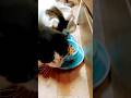 2 cats eating