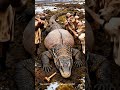 Rescuing a Monkey from a GIANT Anaconda's Belly! 🤯 #GiantSnake #MonkeyRescue #AIGenerated #Anaconda