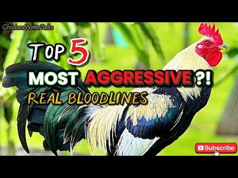 Belle Gamefowl Supplies