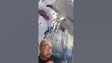 The unexplained deep sea monster bites shark in half@HISTORY #sea monster #australia#shark