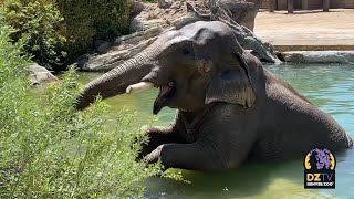 Happy Asian Elephant Awareness Month!
