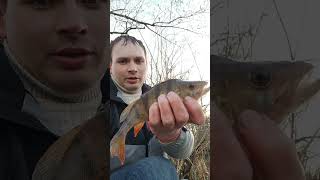 Мордатий ОКУНЬ з міста Суми відправляється додому #джиг #catchandrelease #окунь #псел