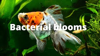 Why do bacterial blooms occur? - The reasons for bacterial bloom