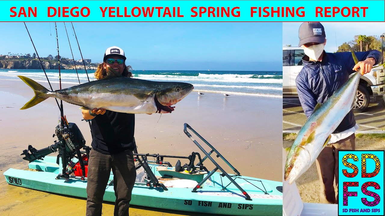 San Diego Yellowtail Spring Fishing Report 30lb La Jolla
