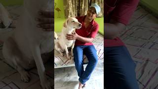 Duggu &amp; Bebo ka Pamper Day 🐶❤️ | Bhai visit + Voting Day 🇮🇳 #LifeWithPaws #PetVlog #DogLove