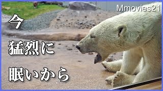 詰め込み作業でお疲れリラ　ゆっくり休ませてよね！ララに怒る