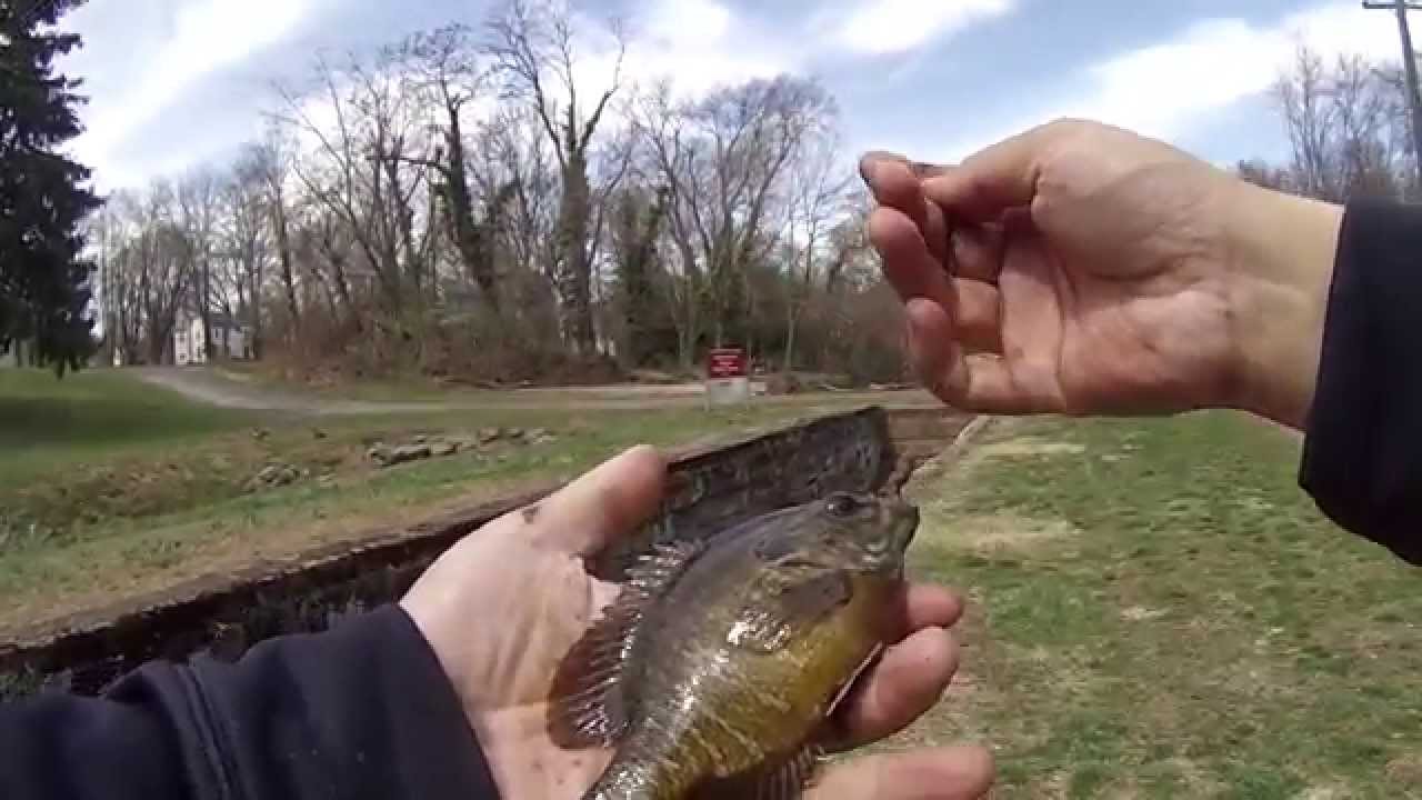 Fishing for Trout (and other Species) at the Delaware Canal (Yardley