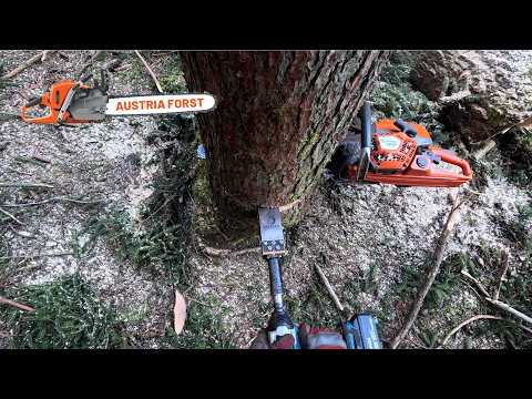 Felling extreme back-leaners using machinery