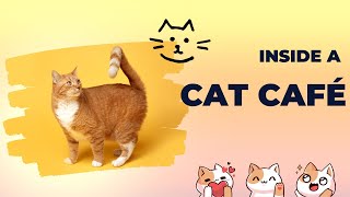 Visiting the Kitty Café, Nottingham UK