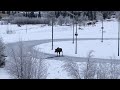 Good samaritans help moose across icy roads