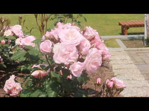 花ごよみ 長居植物園『Rose Week 2017』