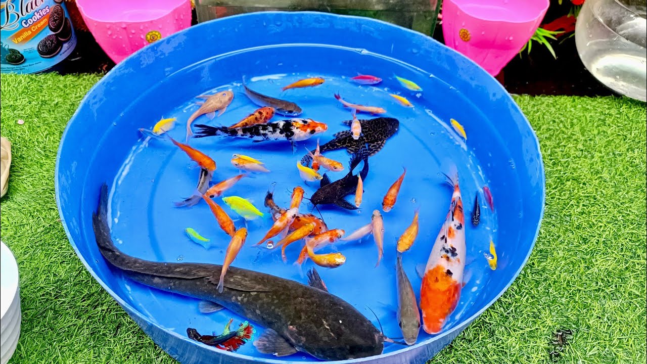 Unboxing strange fish in a small pond, baby turtles, angel fish, neon fish, koi fish, guppy fish