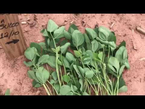 Vídeo: Fertilizantes Complexos: O Que é? Fertilizantes Líquidos Para Tomates, Composição E Produção De Outono E Outros Fertilizantes Para Horta E Pomar