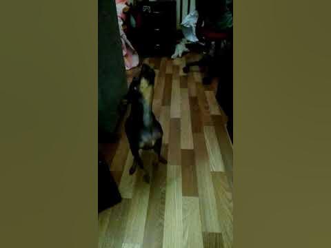 бед бойс - YouTube