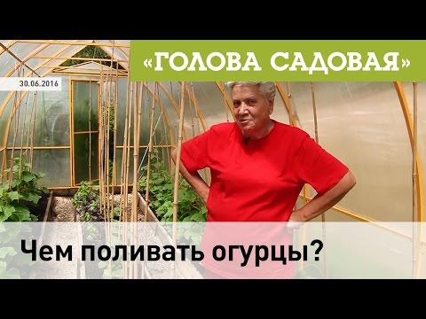 Голова садовая Чем поливать огурцы?