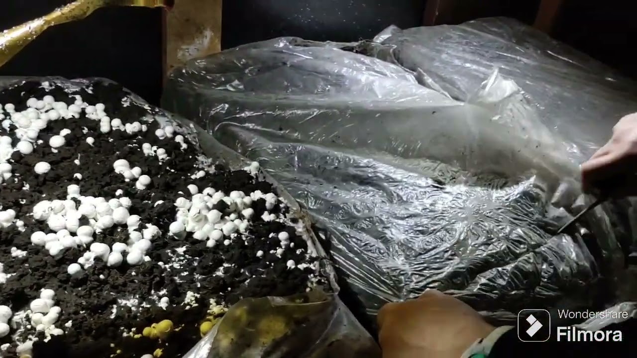 Вирощування грибів вдома. Печериці простий і смачний рецепт. 2 част. Що було далі? #mushroomgrowing