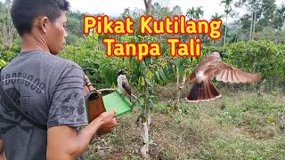 Pikat Kutilang Cengkram Tanpa Tali dan Pikat Kutilang Cengkram di tanah