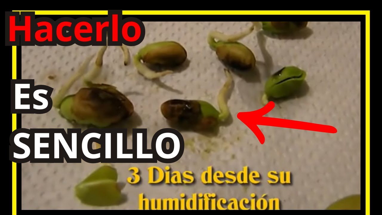 Como GERMINAR 🌱 semilla de NEEM 👍😀 (Azadirachta indica) paso a paso