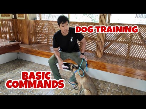 Vlog 8: DOG TRAINING BASIC COMMAND | BELGIAN MALINOIS | TAGALOG