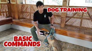 Vlog 8: DOG TRAINING BASIC COMMAND | BELGIAN MALINOIS | TAGALOG