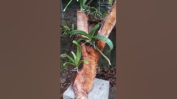 Ghép lan Đai trâu lên gỗ nhãn