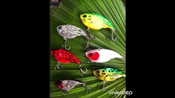 MỒI CÂU NGÂM CÁ LÓC, cá chẽm V5